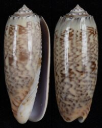 Oliva pacifica