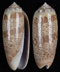 Oliva pacifica
