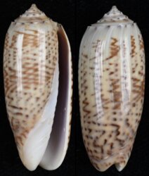 Oliva pacifica
