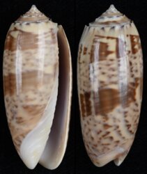 Oliva pacifica