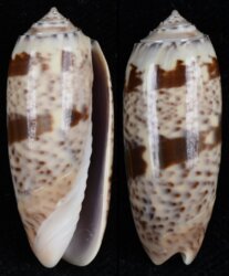 Oliva pacifica