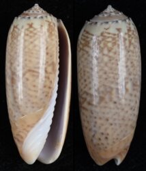 Oliva pacifica