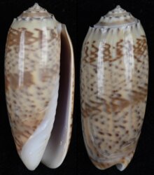 Oliva pacifica