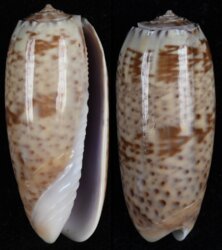 Oliva pacifica
