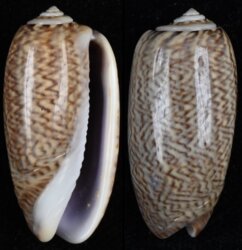 Oliva mustelina