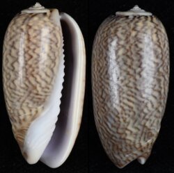 Oliva mustelina