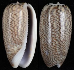 Oliva mustelina