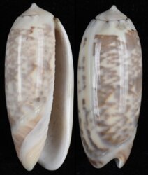 Oliva ornata