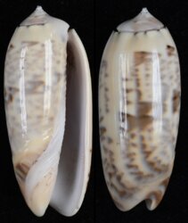 Oliva ornata