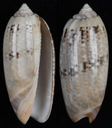 Oliva concinna