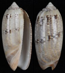 Oliva concinna