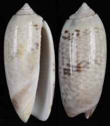 Oliva concinna