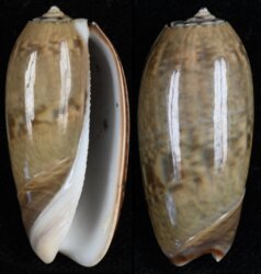Oliva vidua fma albofasciata