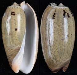 Oliva vidua fma albofasciata
