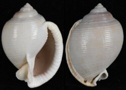 Semicassis bisulcata fma diuturna