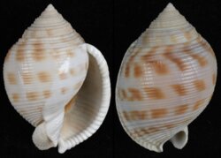 Semicassis bisulcata