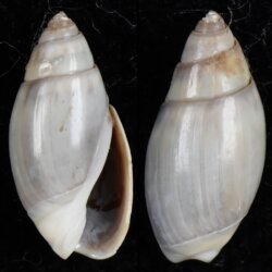 Olivella baetica