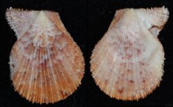 Talochlamys multistriata