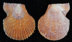 Talochlamys multistriata