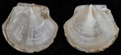Hyalopecten similis