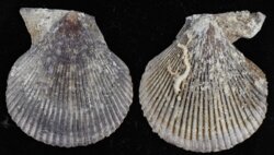 Chlamys varia