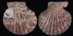 Gloripallium pallium