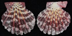 Gloripallium pallium