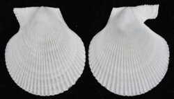 Chlamys nivea