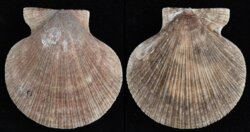 Chlamys islandicus