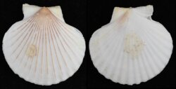 Chlamys opercularis fma lineata