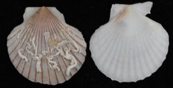 Chlamys opercularis fma lineata