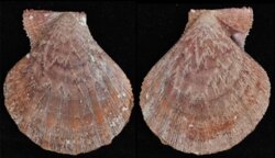 Manupecten pesfelis