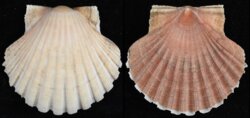 Pecten jacobeus