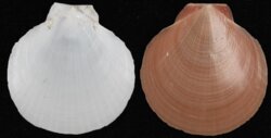Amusium pleuronectens