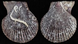 Chlamys varia