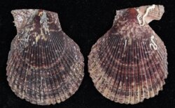 Chlamys varia