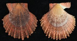 Azumapecten farreri