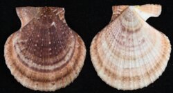Azumapecten farreri