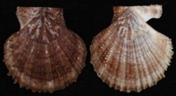 Azumapecten farreri