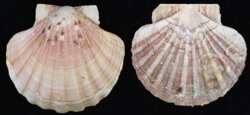 Pecten maximus