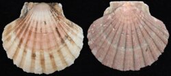 Pecten maximus