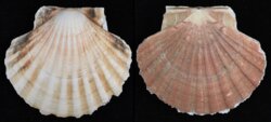 Pecten maximus
