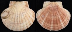 Pecten maximus
