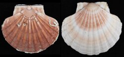 Pecten maximus