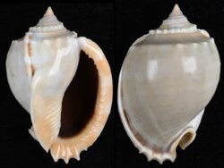 Phalium glaucum