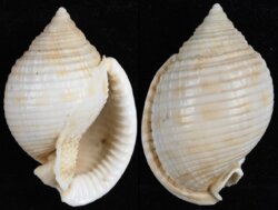 Semicassis granulata
