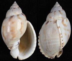 Casmaria turgida
