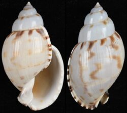 Casmaria turgida