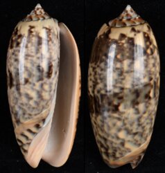 Oliva tremulina