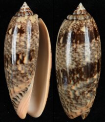 Oliva tremulina